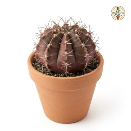 Gymnocalycium_Mihanovichii_cactu…_202609071237