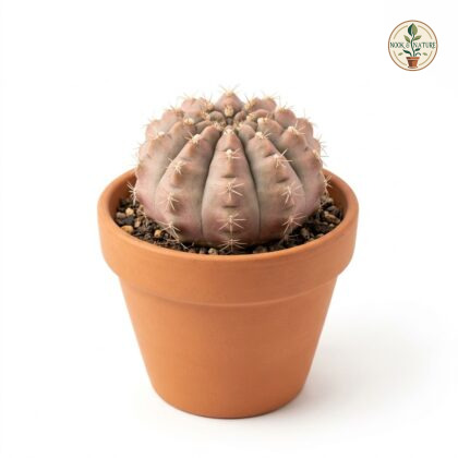 Gymnocalycium_Pink_Moon_Cactus_202609071237