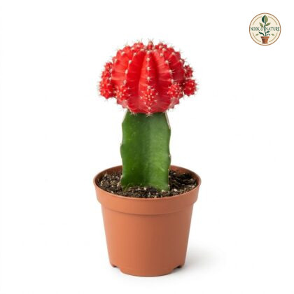 Gymnocalycium_red_moon_cactus_202609071237
