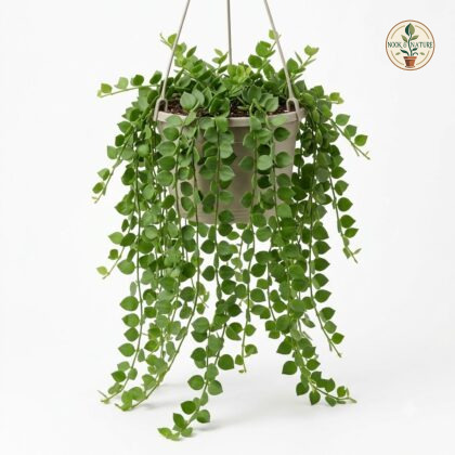Hanging_Dischidia_Ruscifolia_plant_202609071237