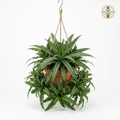 Hanging_green_cryptanthus_plant_202609071237