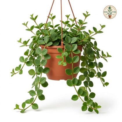 Hanging_peperomia_plant_in_pot_202609071237