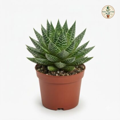 Haworthia_Aloe_Bright_Star_potted_202609071237