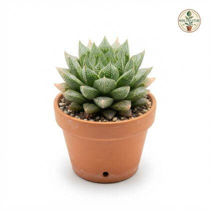 Haworthia_Aloe_Flow_plant_202609071237_2