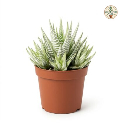 Haworthia_Aloe_Mini_White_plant_202609071237