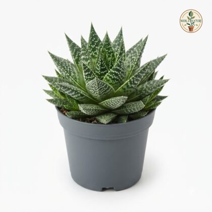 Haworthia_Aloe_Snowstorm_in_pot_202609071237