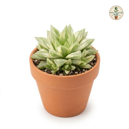 Haworthia_Aloe_Tiki_in_pot_202609071237_2