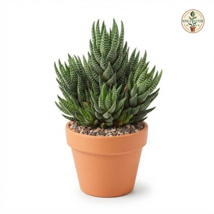 Haworthia_Coarctata_plant_in_pot_202609071237_2