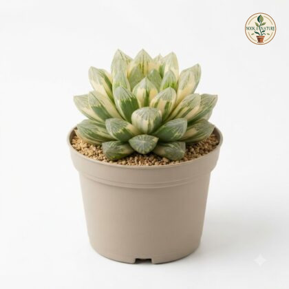 Haworthia_Cymbiformis_Variegata_…_202609071237