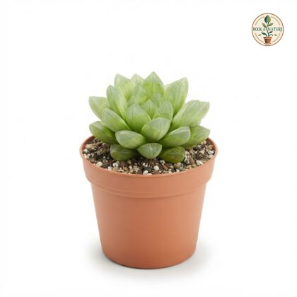 Haworthia_Cymbiformis_plant_in_pot_202609071237