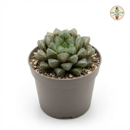 Haworthia_Emelyae_Var_Major_nurs…_202609071237
