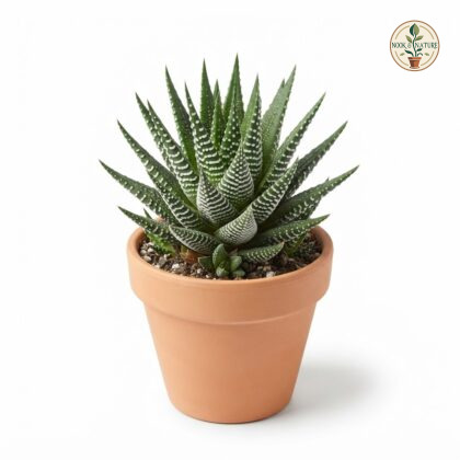 Haworthia_Fasciata_Zebra_in_pot_202609071237