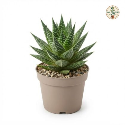 Haworthia_Gasteraloe_Hybrida_plant_202609071237