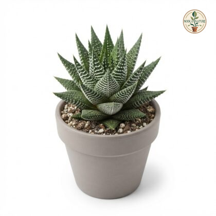 Haworthia_Limifolia_Spider_White…_202609071237_2
