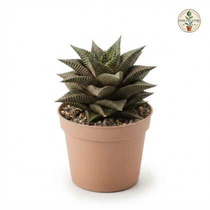 Haworthia_Limifolia_in_nursery_pot_202609071237