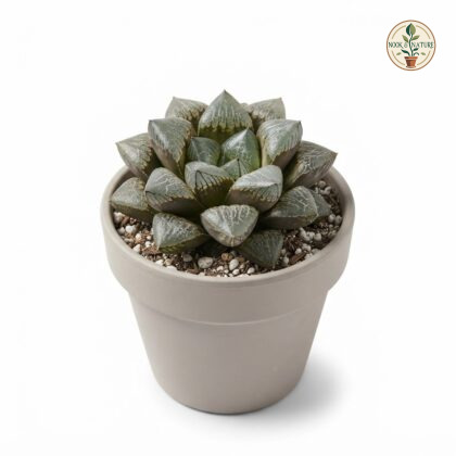 Haworthia_Mutica_in_pot_202609071237