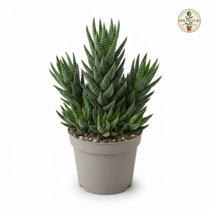Haworthia_Reinwardtii_in_nursery…_202609071237