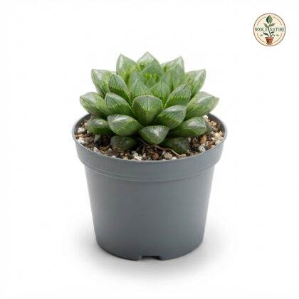 Haworthia_Retusa_plant_photography_202609071237