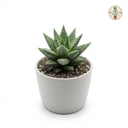 Haworthia_Star_plant_in_pot_202609071237