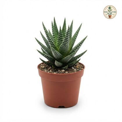 Haworthia_Zebra_in_pot_202609071237