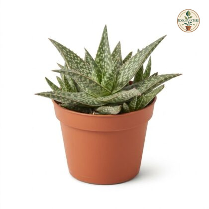 Haworthia_aloe_rauhii_in_pot_202609071237