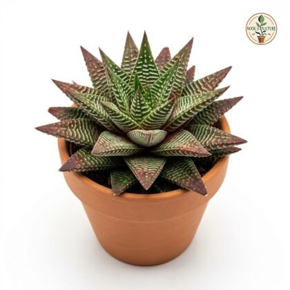 Haworthia_aloe_tiger_red_plant_202609071237