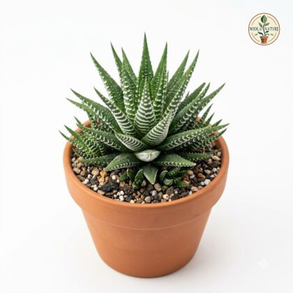 Haworthia_attenuata_in_pot_202609071237
