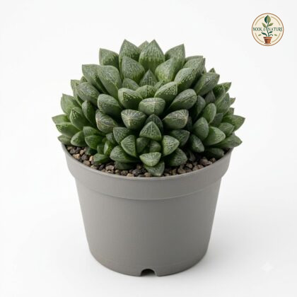 Haworthia_bolusii_nursery_photog…_202609071237