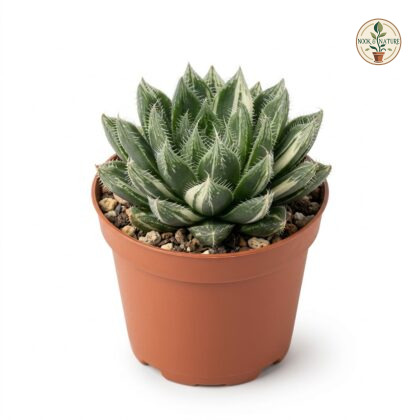 Haworthia_bristle_in_pot_202609071237