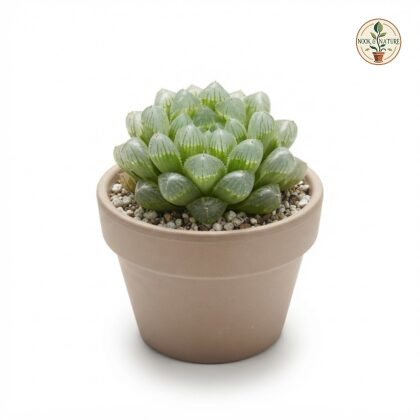 Haworthia_cooperi_nursery_photog…_202609071237