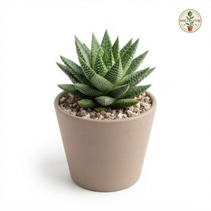 Haworthia_maculata_plant_in_pot_202609071237