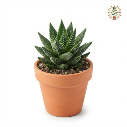 Haworthia_plant_in_pot_202609071237