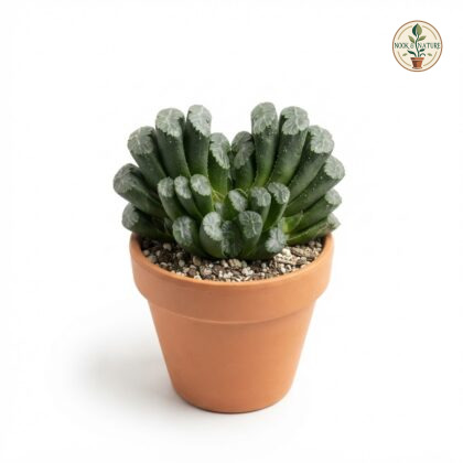 Haworthia_truncata_in_pot_202609071237