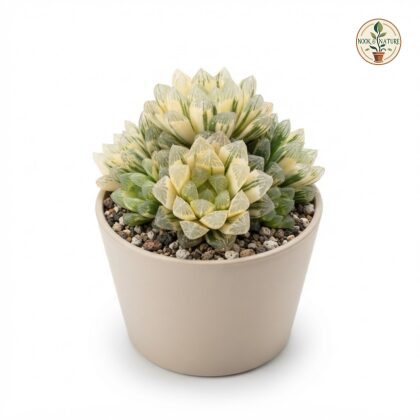 Haworthia_variegated_in_nursery_pot_202609071237