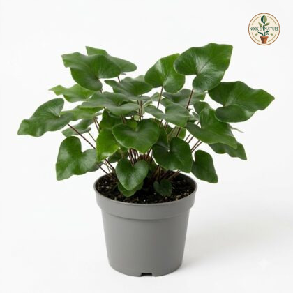 Heartleaf_fern_in_nursery_pot_202609071237