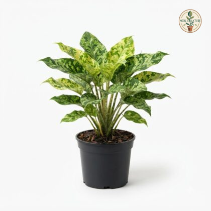 Homalomena_Camouflage_plant_in_pot_202609071237