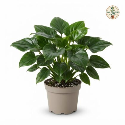 Homalomena_Emerald_Gem_plant_por…_202609071237