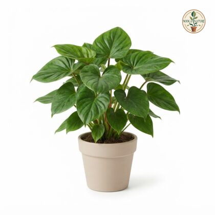 Homalomena_Green_in_nursery_pot_202609071237