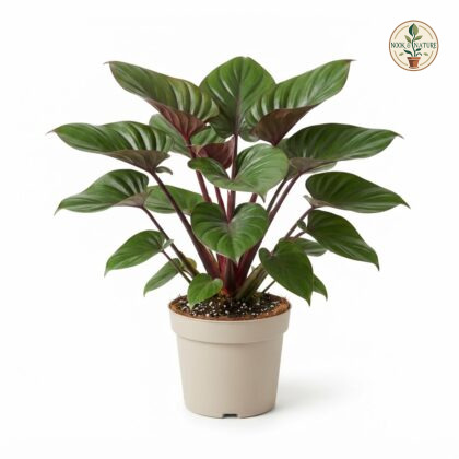 Homalomena_Rubescens_plant_in_pot_202609071237