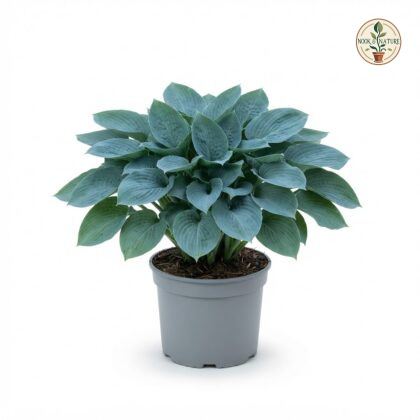 Hosta_Halcyon_plant_in_pot_202609071237
