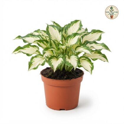 Hosta_Heat_Wave_plant_photography_202609071237