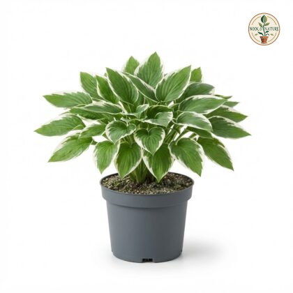 Hosta_Marginata_White_plant_202609071237