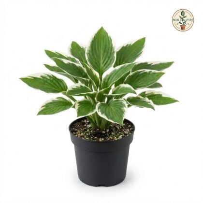 Hosta_plant_in_pot_202609071237