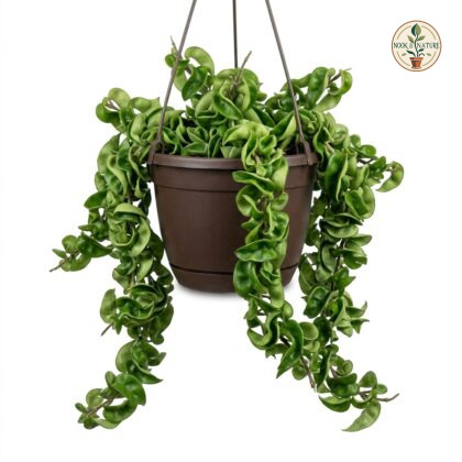 Hoya_Carnosa_Compacta_hanging_plant_202609071237