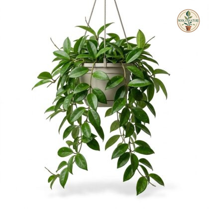Hoya_Carnosa_hanging_plant_202609071237