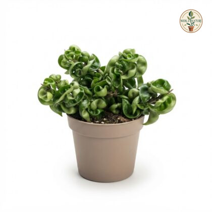 Hoya_Carnosa_plant_in_pot_202609071237