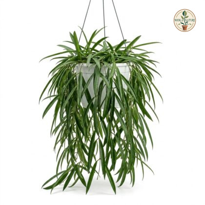 Hoya_Longifolia_plant_hanging_202609071237