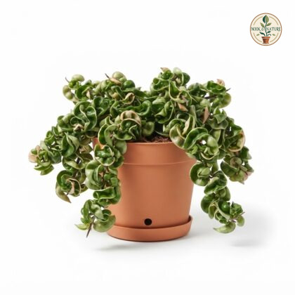 Hoya_carnosa_compacta_plant_202609071237