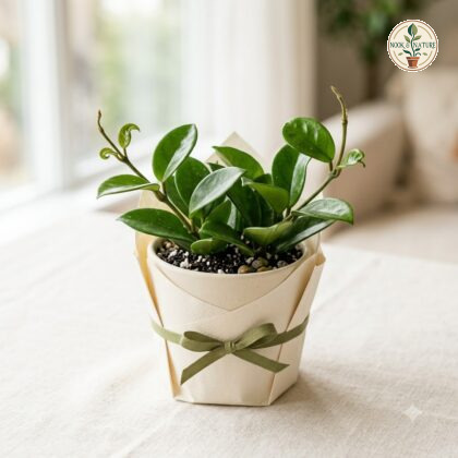 Hoya carnosa plant in a beige pot wrapped with paper and a green ribbon.