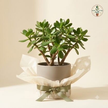 Jade plant in a grey ceramic pot wrapped in tissue paper and tied with a green ribbon.